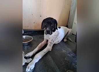 Lucio unser Kämpfer