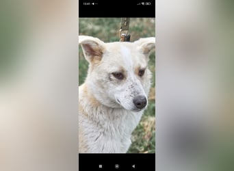 Emma sucht ihr Für -immer -Zuhause ❤️❤️❤️