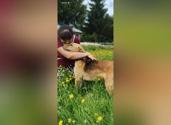Linda sucht ihr Für -immer -Zuhause ❤️