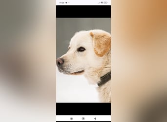 Willy reinrassiger Labrador sucht sein Für -immer -Zuhause