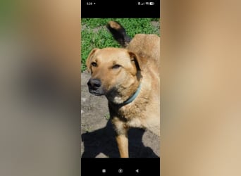 Ray  - Labrador Mischling sucht sein Für -immer -Zuhause.