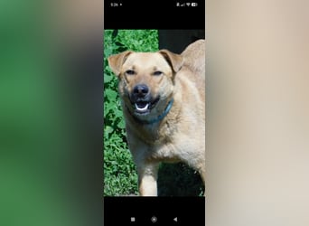 Ray  - Labrador Mischling sucht sein Für -immer -Zuhause.