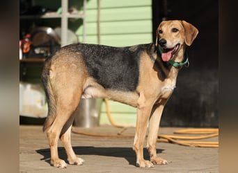 Baddy- Laufhund - sucht ein für immer Zuhause