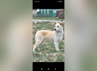 Emma sucht ihr Für -immer -Zuhause ❤️❤️❤️