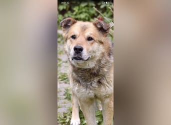 Baron sucht sein Für -immer -Zuhause ❤️❤️❤️