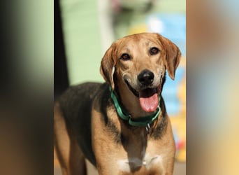 Baddy- Laufhund - sucht ein für immer Zuhause