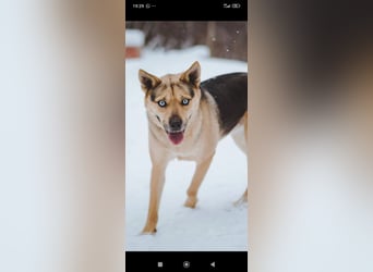 Husky Mischling Martin sucht sein Für -immer -Zuhause ❤️❤️❤️