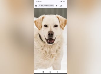 Willy reinrassiger Labrador sucht sein Für -immer -Zuhause