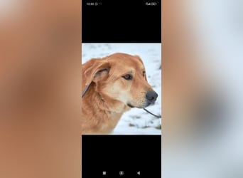 Labrador Mischling Richard - sucht sein Für -immer -Zuhause ❤️❤️❤️