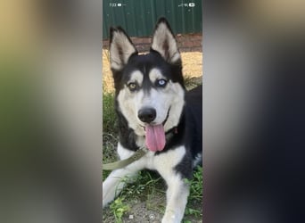 Nayda Husky Mischling sucht ihr Für -immer -Zuhause ❤️❤️❤️