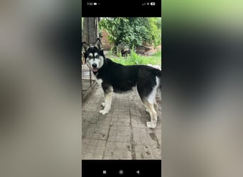 Nayda Husky Mischling sucht ihr Für -immer -Zuhause ❤️❤️❤️