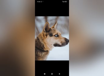 Husky Mischling Martin sucht sein Für -immer -Zuhause ❤️❤️❤️