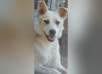 Emma sucht ihr Für -immer -Zuhause ❤️❤️❤️