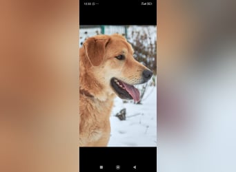 Labrador Mischling Richard - sucht sein Für -immer -Zuhause ❤️❤️❤️