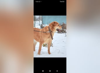 Labrador Mischling Richard - sucht sein Für -immer -Zuhause ❤️❤️❤️