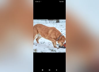 Labrador Mischling Richard - sucht sein Für -immer -Zuhause ❤️❤️❤️