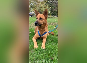 Schäferhund Mischling Roni sucht sein Zuhause ❤️