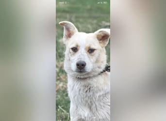 Emma sucht ihr Für -immer -Zuhause ❤️❤️❤️