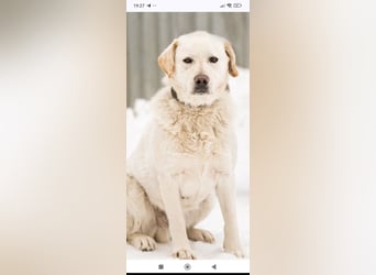 Willy reinrassiger Labrador sucht sein Für -immer -Zuhause