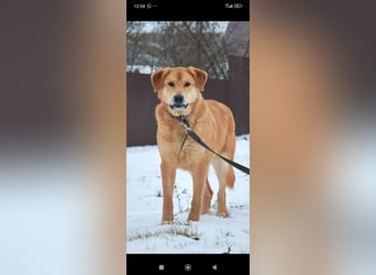 Labrador Mischling Richard - sucht sein Für -immer -Zuhause ❤️❤️❤️