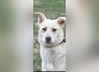 Emma sucht ihr Für -immer -Zuhause ❤️❤️❤️