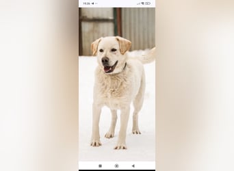 Willy reinrassiger Labrador sucht sein Für -immer -Zuhause