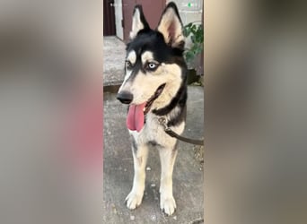 Nayda Husky Mischling sucht ihr Für -immer -Zuhause ❤️❤️❤️