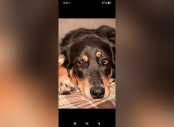Nora - liebevolle,ruhige Hündin sucht ihr Für -immer -Zuhause ❤️❤️❤️