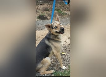 Husky Mischling Martin sucht sein Für -immer -Zuhause ❤️❤️❤️