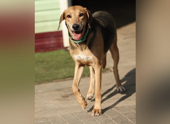 Baddy- Laufhund - sucht ein für immer Zuhause
