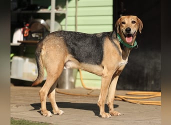 Baddy- Laufhund - sucht ein für immer Zuhause