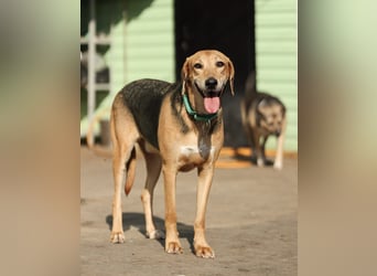 Baddy- Laufhund - sucht ein für immer Zuhause