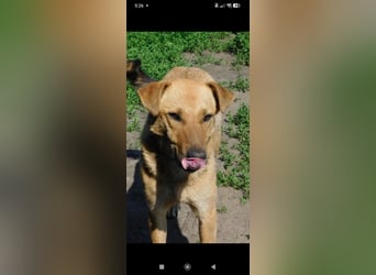 Ray  - Labrador Mischling sucht sein Für -immer -Zuhause.