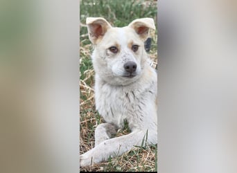 Emma sucht ihr Für -immer -Zuhause ❤️❤️❤️