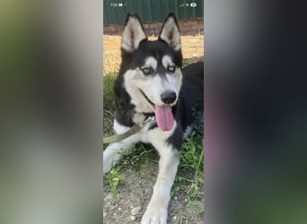 Nayda Husky Mischling sucht ihr Für -immer -Zuhause ❤️❤️❤️