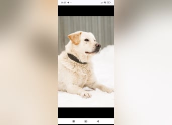 Willy reinrassiger Labrador sucht sein Für -immer -Zuhause