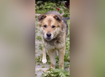 Baron sucht sein Für -immer -Zuhause ❤️❤️❤️