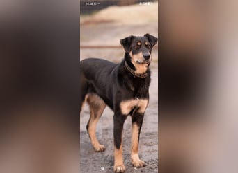 Nora - liebevolle,ruhige Hündin sucht ihr Für -immer -Zuhause ❤️❤️❤️
