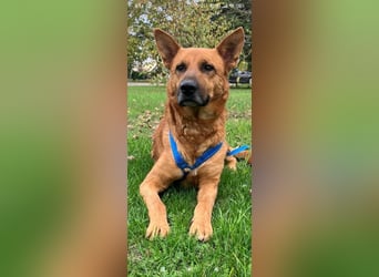 Schäferhund Mischling Roni sucht sein Zuhause ❤️