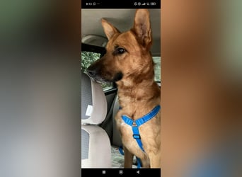 Schäferhund Mischling Roni sucht sein Zuhause ❤️