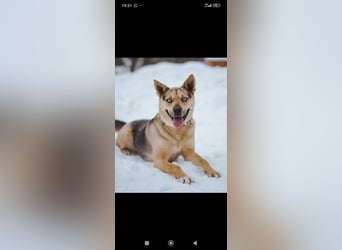 Husky Mischling Martin sucht sein Für -immer -Zuhause ❤️❤️❤️