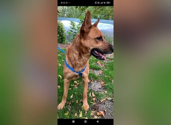 Schäferhund Mischling Roni sucht sein Zuhause ❤️