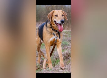 Baddy- Laufhund - sucht ein für immer Zuhause