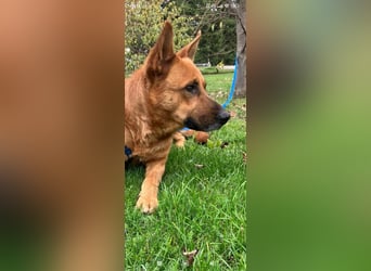 Schäferhund Mischling Roni sucht sein Zuhause ❤️