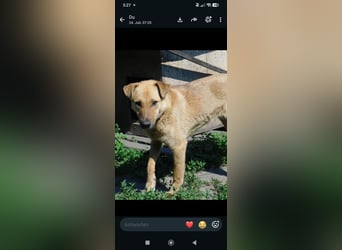 Ray  - Labrador Mischling sucht sein Für -immer -Zuhause.