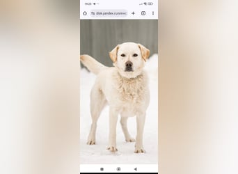 Willy reinrassiger Labrador sucht sein Für -immer -Zuhause