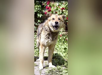 Baron sucht sein Für -immer -Zuhause ❤️❤️❤️
