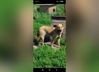 Ray  - Labrador Mischling sucht sein Für -immer -Zuhause.
