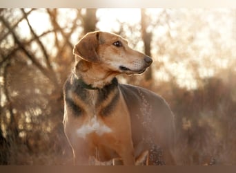 Baddy- Laufhund - sucht ein für immer Zuhause