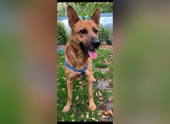 Schäferhund Mischling Roni sucht sein Zuhause ❤️